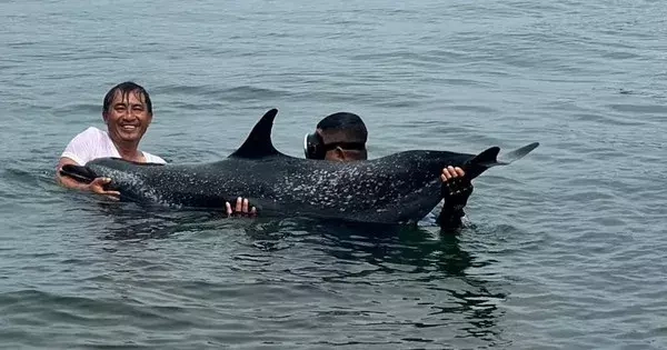 Chú cá heo mắc cạn tại cảng Tiên Sa đã chết