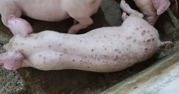 Lợn phải tiêu hủy do dịch bệnh được hỗ trợ 40.000 đồng/kg hơi