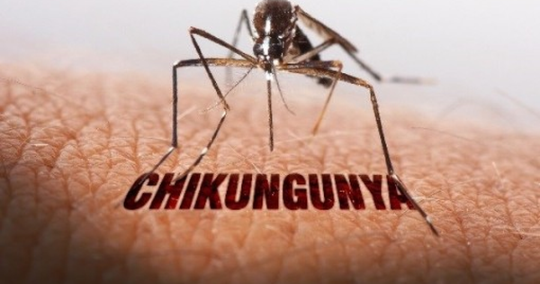 Bệnh Chikungunya từng được ghi nhận cách đây hơn 70 năm, đang có xu hướng gia tăng, lây lan sang một số nước ở khu vực châu Phi, Nam Á và châu Âu
