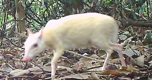 “Báu vật sống” của rừng: Việt Nam ghi nhận cá thể bạch tạng quý hiếm, nằm trong Sách Đỏ