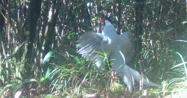 Cận cảnh gà lôi trắng - loài động vật mà một nông dân vừa bị kết án tù vì mua bán