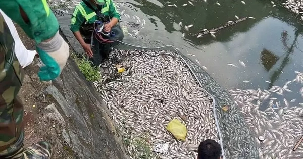Giăng lưới vớt cá chết nổi trắng trên kênh hào thành cổ Vinh