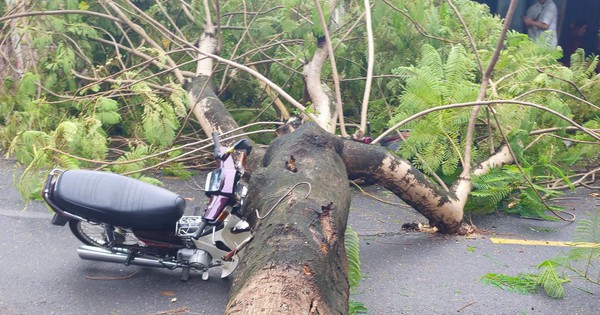Cây xanh trên vỉa hè bật gốc, đè 2 xe máy đang lưu thông ở Quảng Trị