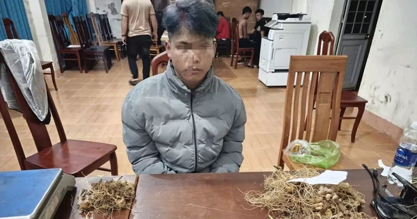 Bắt nhóm trộm gần 300 gốc sâm Ngọc Linh