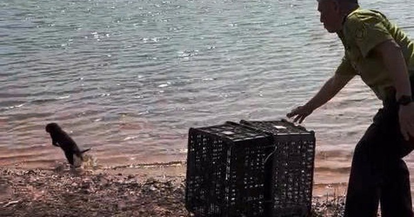 Lần theo tiếng kêu lạ trong đêm, người dân bắt được con vật quý hiếm