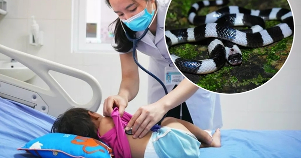 Thấy con rắn sọc đen trắng bò ngang qua người, gia đình tức tốc đưa bé gái 21 tháng đi cấp cứu