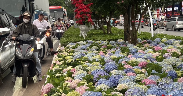 Người dân Hà Nội ngỡ ngàng trước cảnh tượng như ở Đà Lạt ngay trên phố Trần Duy Hưng trước thềm đại lễ 2/9