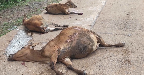 Hy hữu xe tải tông đàn bò, 18 con bò nằm chết la liệt ở Gia Lai