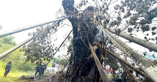 Cây đa 200 tuổi ở Quảng Ngãi bất ngờ bốc cháy dữ dội