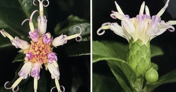 Loài cây hoa tím lạ lần đầu xuất hiện ở Phong Nha - Kẻ Bàng