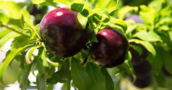 Loại quả được mệnh danh là "nữ hoàng đỏ thắm" đổ bộ vào VN, vận chuyển bằng máy bay sau 72 giờ thu hái