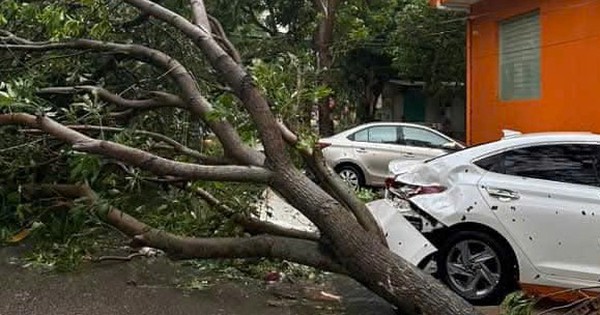 Thấy gió trong bão số 5 quá mạnh, không dám ra đánh xe ô tô rời đi để tránh cây gãy đổ