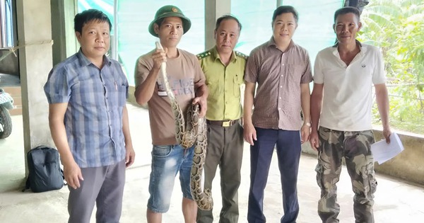 Trăn quý bò vào vườn nhà dân, cả làng hiếu kỳ rủ nhau đến xem