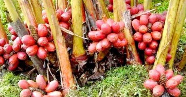 Quả dại ở quê không ai ăn không ngờ là "mỏ vàng", 300.000 đồng/kg 1 Quả dại ở quê không ai ăn không ngờ là "mỏ vàng", 300.000 đồng/kg avatar1754629523088 17546295234231319548874