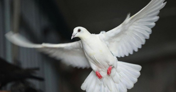 "Khối lông vũ" sẵn sàng tung cánh trên bầu trời Quảng trường Ba Đình ngày 2/9