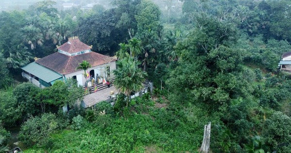 Hai "báu vật sống" hơn 200 năm tuổi ở Hà Tĩnh: Trị giá trăm tỷ, nay chính thức trở thành Di sản Việt Nam