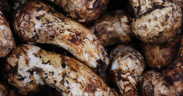 Việt Nam sở hữu 1 thứ “đắt hơn vàng”, trên thế giới chưa ai trồng được: Mọc ở độ cao hơn 2.500m, “hàng tuyển” giá hơn 45 triệu/kg