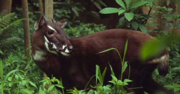 “Kỳ lân châu Á” trong rừng Trường Sơn: Báu vật bí ẩn được cả thế giới bảo vệ