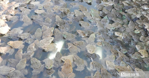 Nuôi con ngồi “chồm hổm”, lão nông lãi hơn nửa tỷ mỗi năm