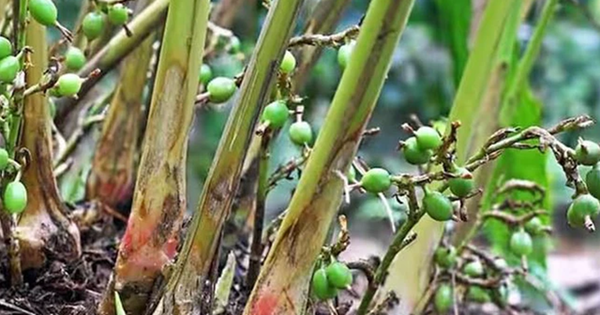 Loại quả được đánh giá "tốt bậc nhất thế giới" giá 2 triệu đồng/kg, ở Việt Nam trồng bạt ngàn