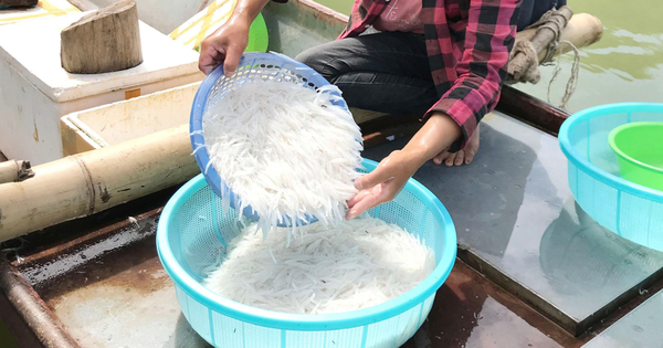 ‘Lộc trời’ chỉ có ở sông Đà: Được ví như ‘ngọc trong nước’, cả năm chỉ xuất hiện 1 đến 2 tháng