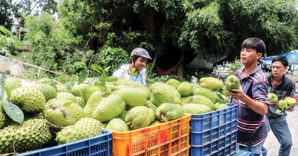 Việt Nam sở hữu loài cây “đổi đời” nông dân thu tiền tỷ mỗi năm