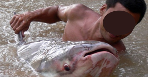 Báu vật sông Mê Kông: Được mệnh danh là “thủy quái” nước ngọt lớn nhất thế giới