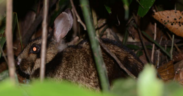 Dãy Trường Sơn có một ‘báu vật sống’ siêu quý hiếm, được thế giới bảo vệ nghiêm ngặt