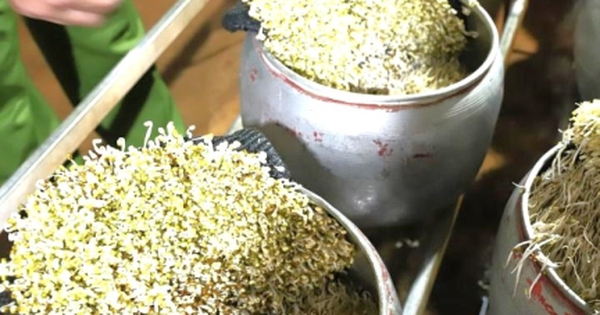 Phát hiện cơ sở dùng chất cấm để sản xuất giá đỗ số lượng lớn