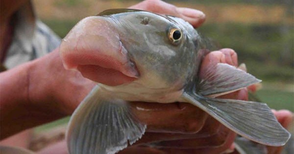 Việt Nam sở hữu loại cá quý hiếm được mệnh danh là “báu vật ” dưới nước: Thế giới chỉ 2 quốc gia có