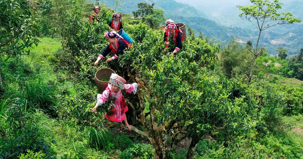 Trên đỉnh Tây Côn Lĩnh, có một báu vật được mệnh danh là “cây làm giàu bền vững”