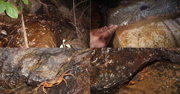 Bí mật dưới khe đá Núi Bà Đen: Lộ diện “kho báu sống” thế giới chưa từng biết đến