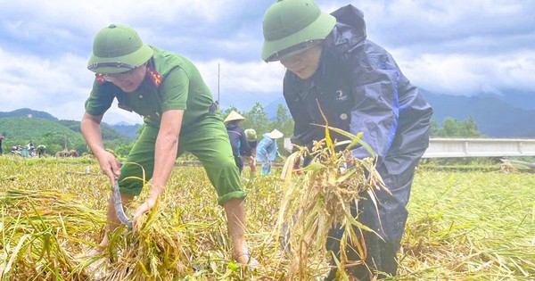 Công an Thanh Hóa giúp dân gặt lúa "chạy" bão số 10 Bualoi
