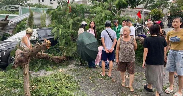 Giông lốc khiến cây phượng bất ngờ gãy đổ đè 1 cháu bé bị thương