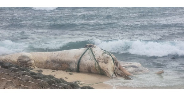 Xác cá voi dài hơn 10m trôi dạt vào bờ biển Lý Sơn