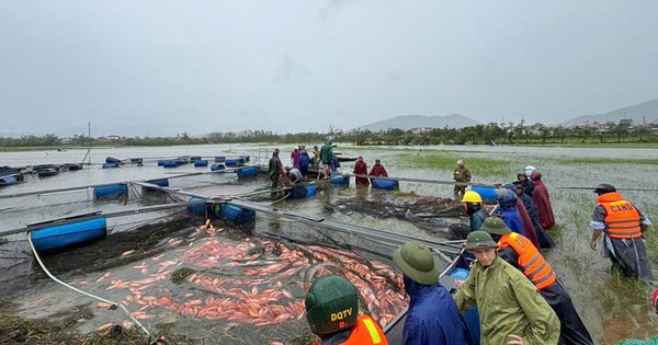 Ngư dân Hà Tĩnh khóc ròng khi 20 tấn cá lồng bè chết trong đêm bão Bualoi đổ bộ
