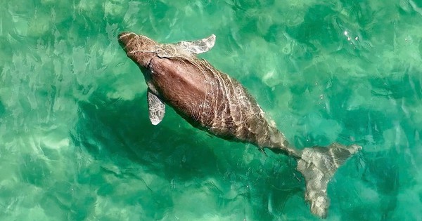 “Nàng tiên cá” cực kỳ quý hiếm của Việt Nam: Nằm trong Sách Đỏ thế giới, được bảo vệ nghiêm ngặt