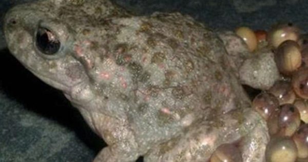 Bắt cóc làm thịt ăn, 9 học sinh ở Gia Lai nhập viện cấp cứu