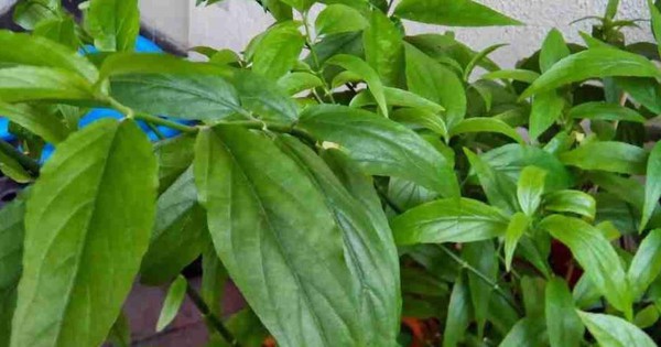 Cây dại mọc đầy bờ rào xưa không ai "ngó", nay thành đặc sản dân phố thích mê, giá 100.000 đồng/kg