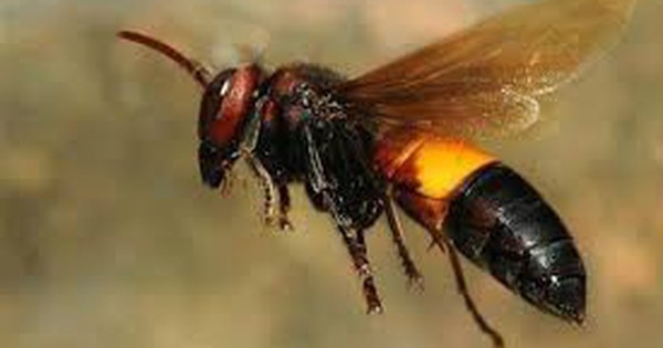 2 mẹ con ở Cà Mau bị ong đốt, 1 người tử vong