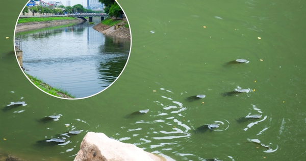Hiện tượng hiếm thấy: Cá bơi tung tăng từng đàn trên sông Tô Lịch
