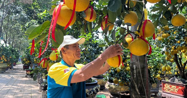View - Đã mắt ngắm vườn bưởi Diễn tiền tỷ mỗi năm tụ họp một lần tại TPHCM
