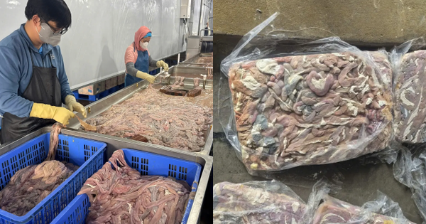 Cận cảnh hơn 60 tấn lòng lợn bốc mùi nằm trong kho lạnh nhiều tháng ở Hà Nội, chuẩn bị tuồn ra thị trường dịp cận Tết