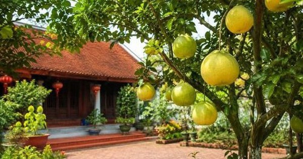 Ngày càng nhiều gia đình trồng bưởi, hóa ra không chỉ để lấy quả