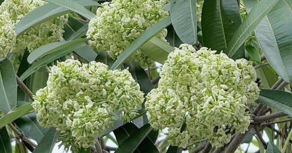 Đau đầu, buồn nôn vì mùi hoa sữa: Có phải ngộ độc?