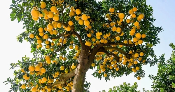 5 loại cây nhất định phải có trong nhà dịp Tết Bính Ngọ