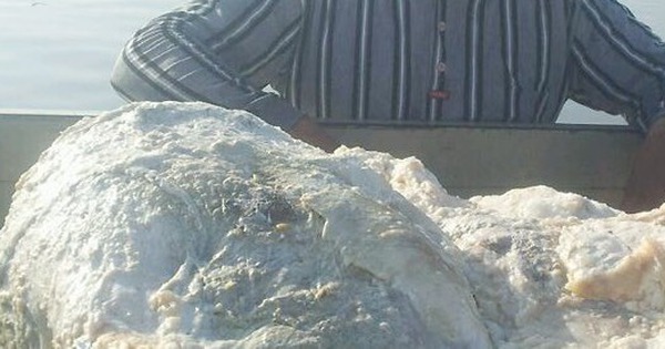 Đánh cá trên biển, 3 ngư dân vớt được thứ trị giá 67 tỷ đồng