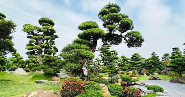 Ba Loại Cây Cổ Thụ 'Giữ Nhà' Bền Vững: Sanh, Tùng La Hán Và Lộc Vừng