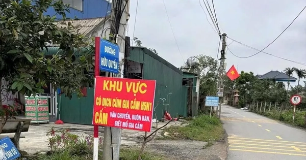 Hà Tĩnh tiêu hủy gần 1.000 gia cầm nhiễm cúm H5N1, siết chặt ngăn lây sang người