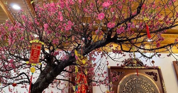 Tết Ngựa 2026: 3 cây nên đặt trong nhà để vạn sự hanh thông, tài lộc không cầu mà tự đắc